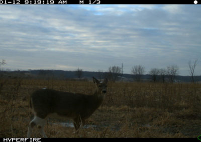 105 Acres for Sale in Tama County, Iowa