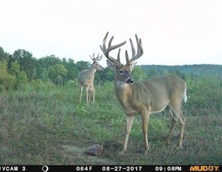 100 Acres | Monroe County | Iowa Hunting Land For Sale