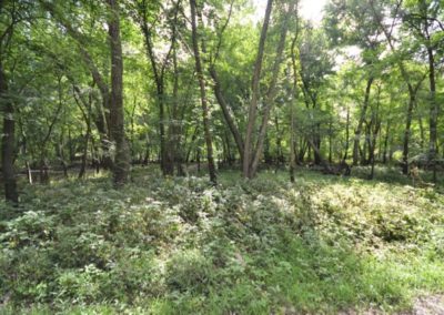 279 Acres | Greenlee Property | Buchanan County Iowa