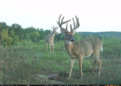 100 Acres | Monroe County | Iowa Hunting Land For Sale