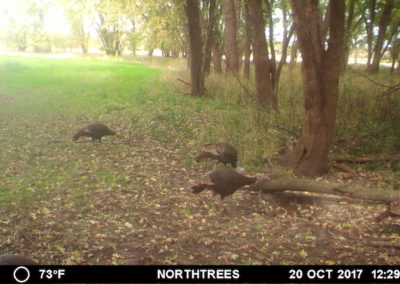 146 Acres For Sale | Tama County, Iowa