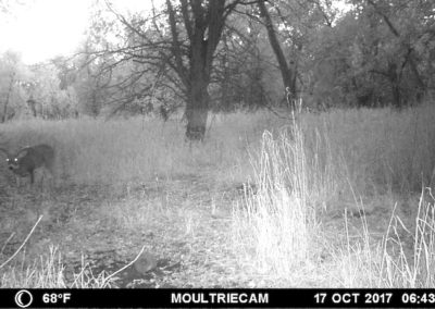146 Acres For Sale | Tama County, Iowa