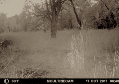 146 Acres For Sale | Tama County, Iowa