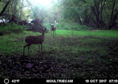 146 Acres For Sale | Tama County, Iowa