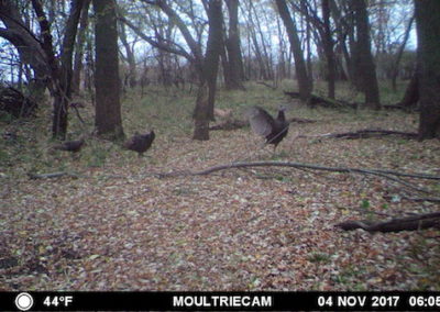 105 Acres for Sale in Tama County, Iowa