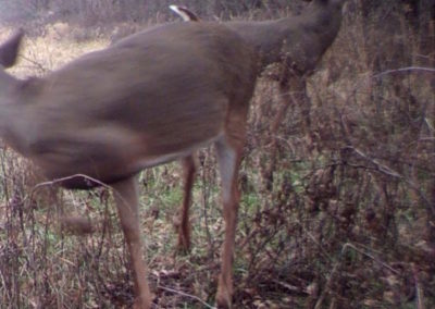 59 Acres Fayette County, Iowa | Huff Land Company