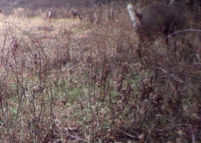 59 Acres Fayette County, Iowa | Huff Land Company