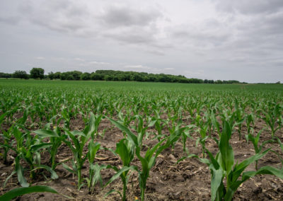 136 Acres | Butler County Farmland For Sale