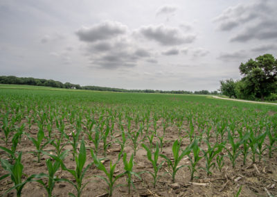 136 Acres | Butler County Farmland For Sale