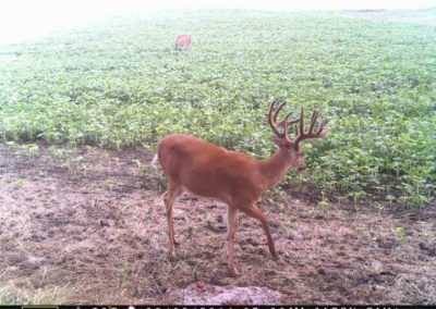 395 Acres Of Iowa Hunting Land For Sale In Clarke County | Huff Land Co.