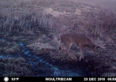 395 Acres Of Iowa Hunting Land For Sale In Clarke County | Huff Land Co.