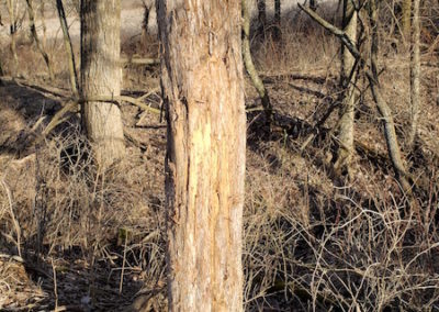 395 Acres Of Iowa Hunting Land For Sale In Clarke County | Huff Land Co.