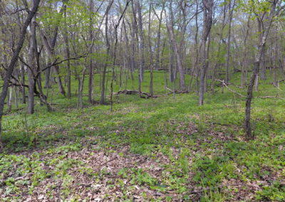 127 Acres | Franklin County Iowa