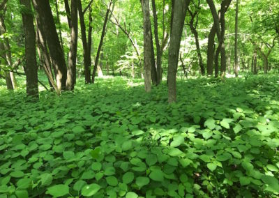 5 Acres For Sale | Wright County, Iowa | Huff Land Company
