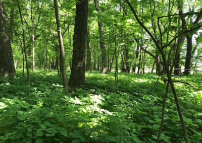 5 Acres For Sale | Wright County, Iowa | Huff Land Company