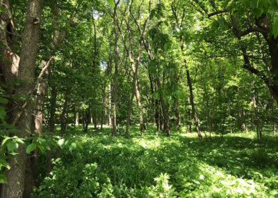5 Acres For Sale | Wright County, Iowa | Huff Land Company