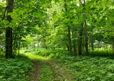 5 Wooded Acres for Sale in Butler County, Iowa