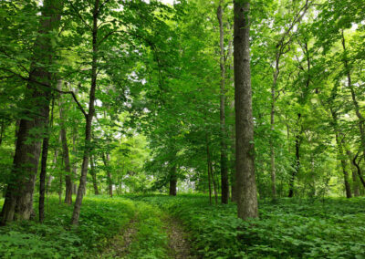5 Wooded Acres for Sale in Butler County, Iowa