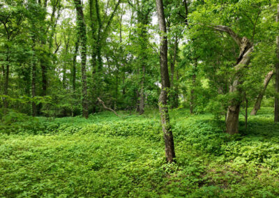5 Wooded Acres for Sale in Butler County, Iowa