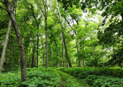 5 Wooded Acres for Sale in Butler County, Iowa