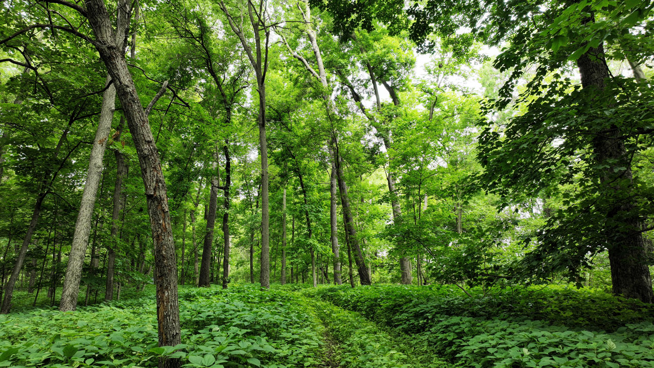 5 Wooded Acres for Sale in Butler County, Iowa