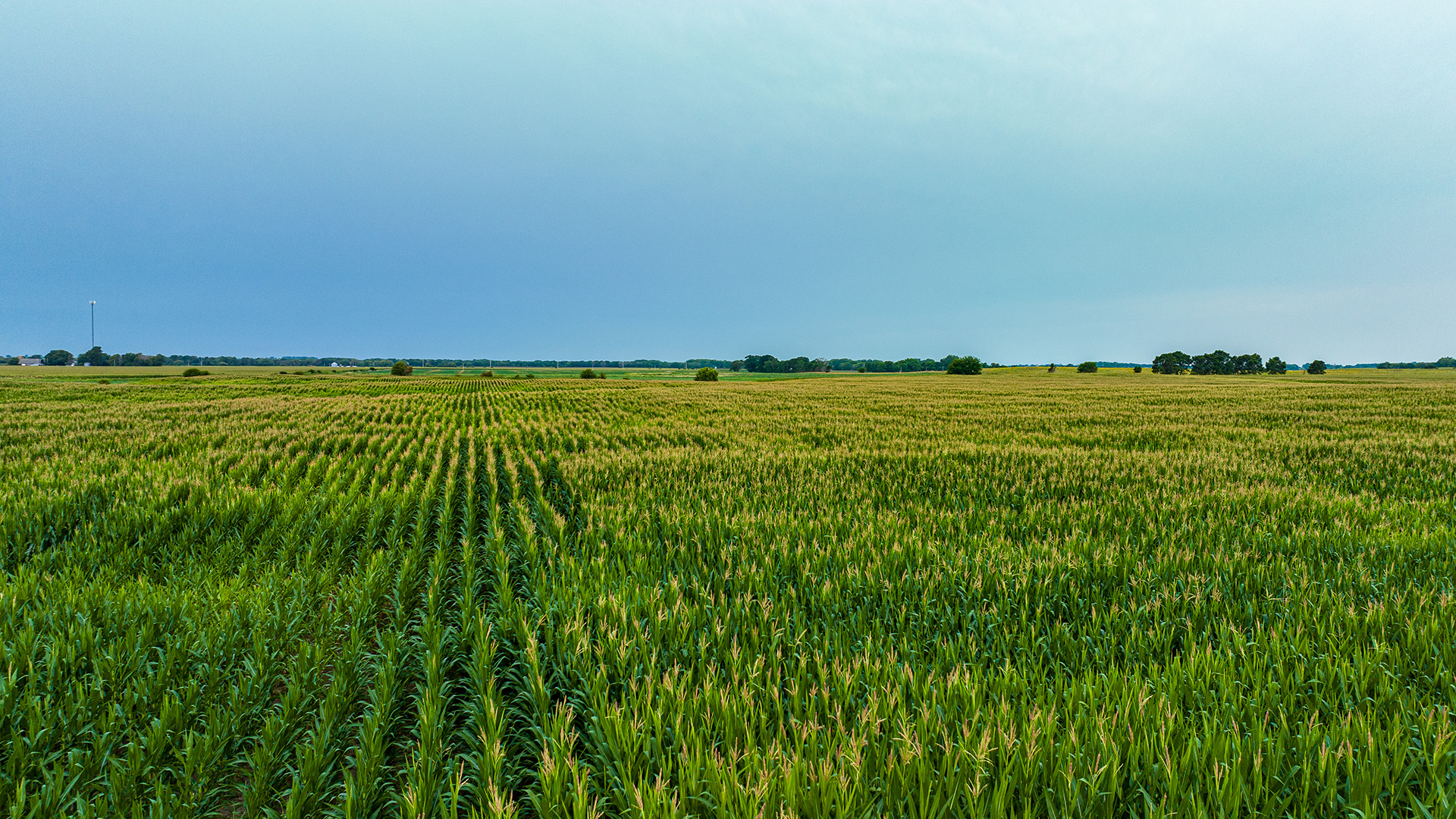 40 Acres of Farmland for Sale in Butler County, Iowa