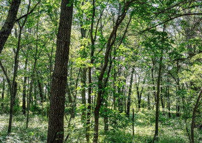 7121 Rickard Road, Log Home on 40 Timber Acres