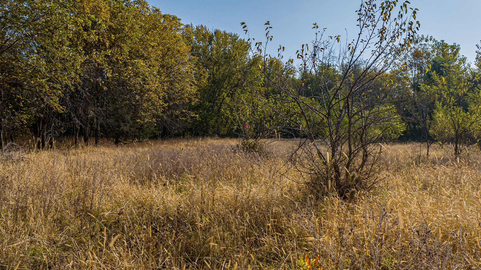 8052 Buck Ridge Road: 13 Acres of Land for Sale in Black Hawk County, Iowa