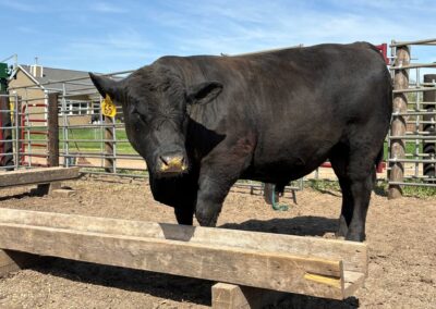 Cattle for Sale