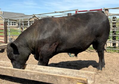 Cattle for Sale