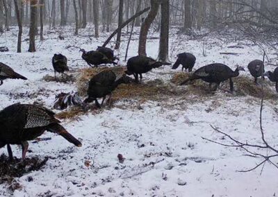 73 Acres of Hunting Land for Sale in Floyd County, Iowa