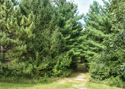 32918 Honeytree Lane 2 Acre Wooded Building Site